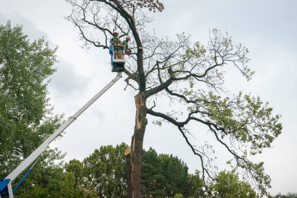 Why Choose Our Tree Removal Services in De Smet, SD?