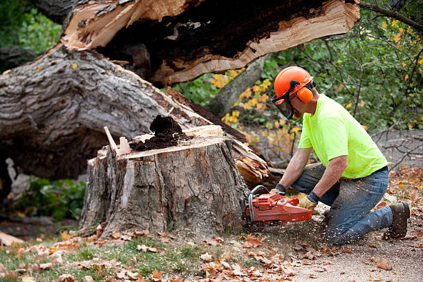 Best Tree Removal Service  in De Smet, SD